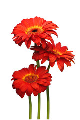 Three red gerbera isolated on white background