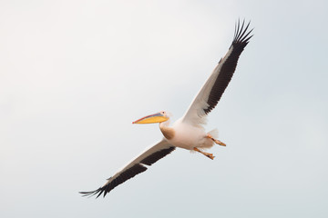 Great white pelican in flight