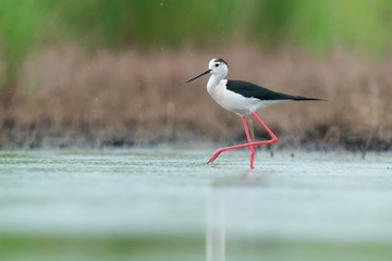 Black-winged stilt (Himantopus himantopus)