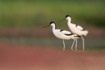 Pied avocet (Recurvirostra avosetta)