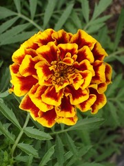 Lone red and orange Marigold flower