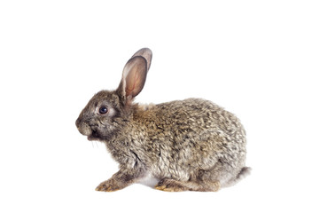 rabbit on a white background