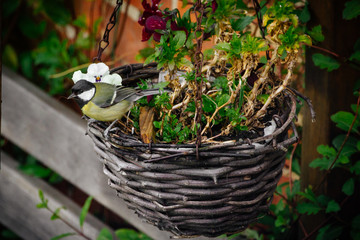 Obraz premium Great Tit on Hanging Flower Basket
