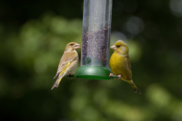 Greenfinch on Feeder