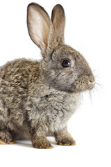 rabbit on a white background