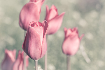 Pink tulips in a garden