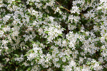 Apple tree flowers In the beginning of spring