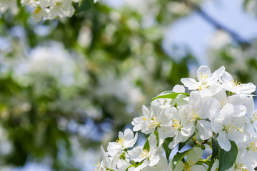 Apple tree flowers In the beginning of spring