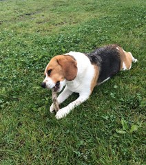 Chien Beagle