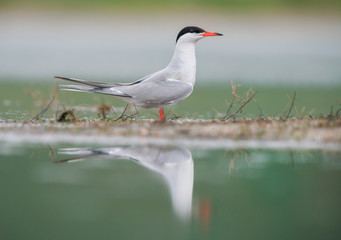 Common tern (Sterna hirundo)