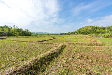 Fototapeta na wymiar Rice Fields before farming