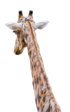 Back View of Giraffe Isolated on White Background