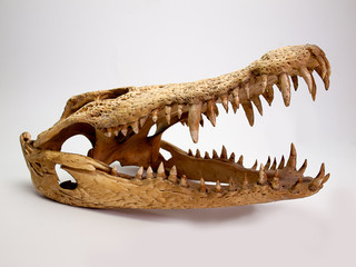 Crâne de crocodile sur fond blanc.
