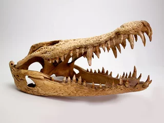 Papier Peint photo Crocodile Crâne de crocodile sur fond blanc.