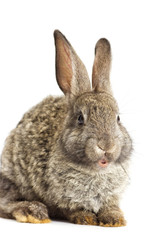 rabbit on a white background