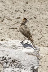 Sabota lark