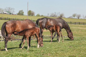 Naklejka na ściany i meble Two Thoroughbred mares and their foal that are nursing.