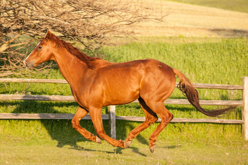 A chestnut Thoroughbred horse galloping along a fence in the evening.
