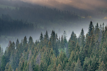 Rays of sun at sunset shining through the fog.