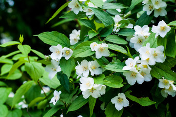 Fresh and fragrant jasmine branch