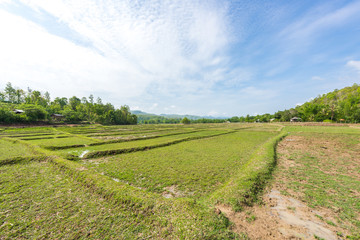 Fototapeta na wymiar Rice Fields before farming