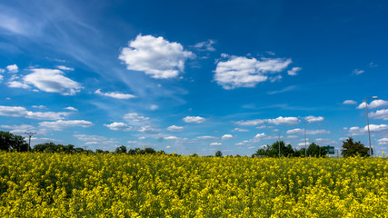 Obraz premium Clouds over the field of oilseed rape