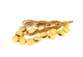 Soybean pods isolated on white background. Soya - protein plant