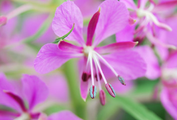 The flower with the pollen of fireweed (Epilobium angustifolium) close-up