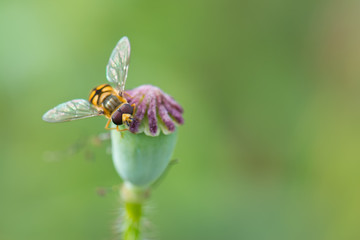 honeybee on poppy flower closeup