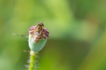 honeybee on poppy flower closeup