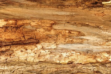 Fototapeta premium Wood with woodworm