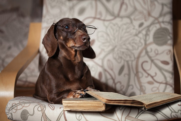 Такса лежит в кресле с книгами