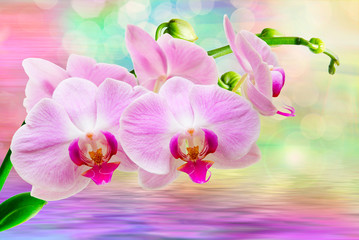 Orchid flower close up