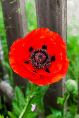 Red poppies - a symbol of the memory of victims of all military and civilian armed conflicts