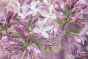 Fototapeta na wymiar Close up of lilacs