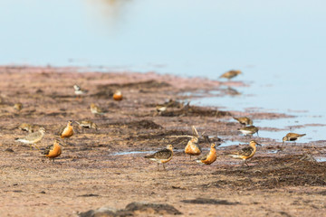 Flock of wading birds