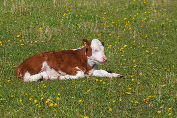 Calf lying down on the meadow
