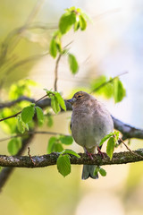 Chaffinch on a branch of the tree in spring