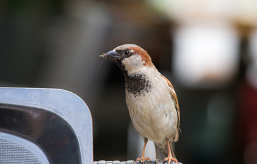 ein Spatz sitzt in einem Restaurant auf der Lehne eines Stuhles und hofft auf Futter