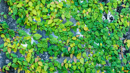 Green leaves on the wall background texture