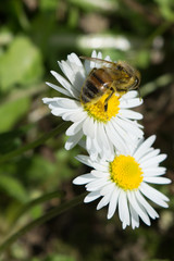 Obraz premium Ape su margherite vicine