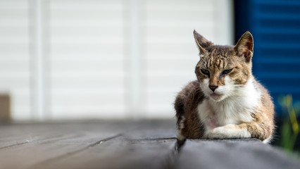 Old cat sleeping on a wooden floor with blur background - Powered by Adobe