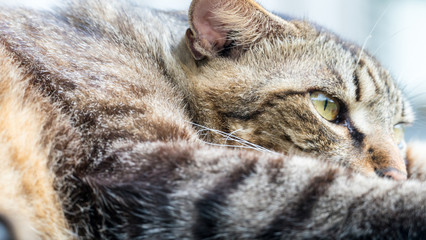Old cat sleeping on a wooden floor with blur background