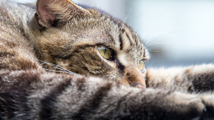 Old cat sleeping on a wooden floor with blur background