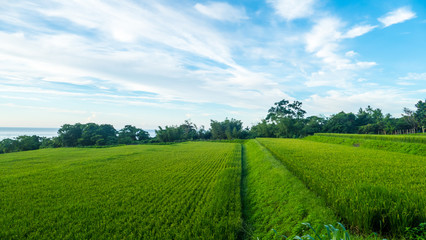 Close up of green paddy rice. Green ear of rice in paddy rice fi