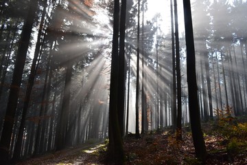 Sunlight in the forest