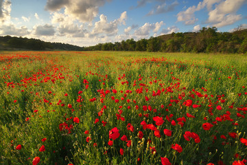 Poppy meadow landscape