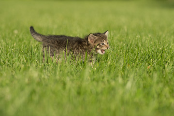 Fototapeta premium Cute tabby kitten in grass