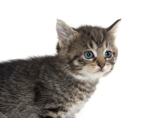 Fototapeta premium Cute tabby kitten on white background