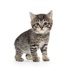 Cute tabby kitten on white background